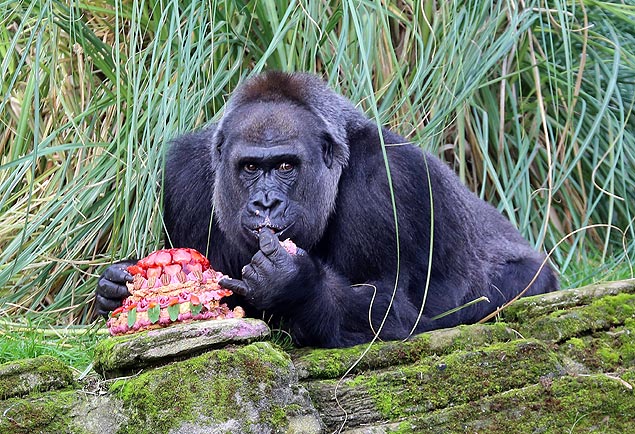 A gorila Zaire se delicia com seu bolo de aniversário
