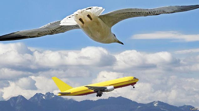 Pássaros aprendem 'truque' para evitar concorrência de ruído dos aviões