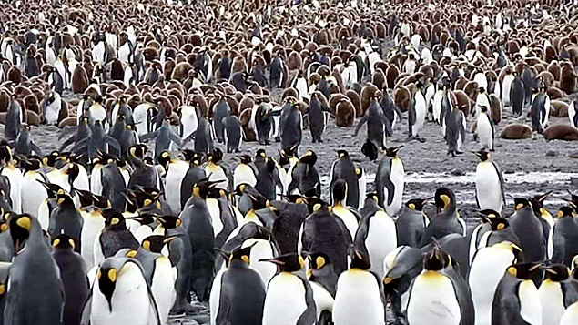 Antrtida tem mega reunio de pinguins para acasalamento