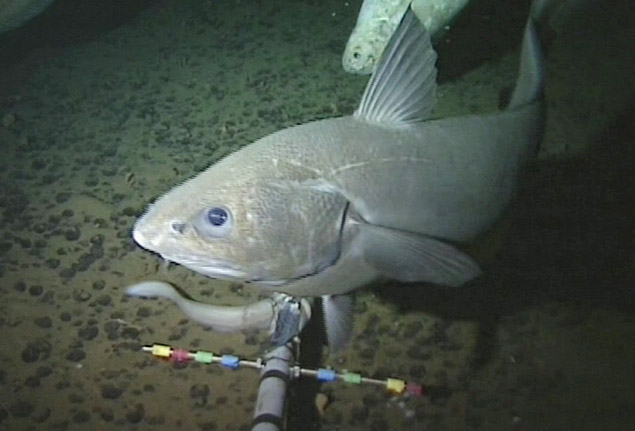 Pesquisadores registram imagens de peixe em habitat mais profundo já visto