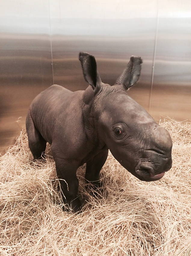 Foto divulgada pelo zoológico Werribee mostra a filhote de rinoceronte-branco