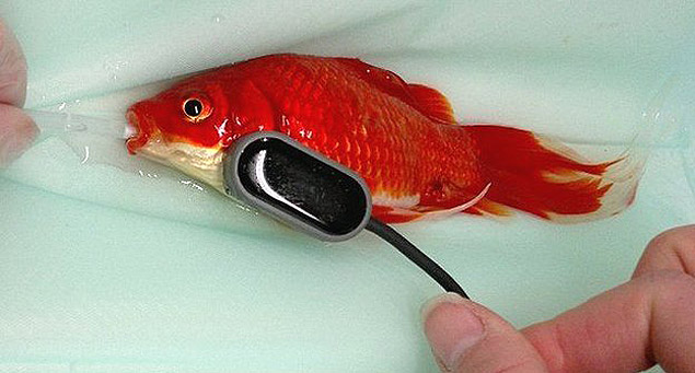 Dono de peixinho-dourado paga R$ 1,2 mil para livrá-lo de constipação intestinal