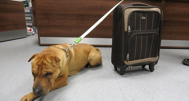 Cão é abandonado em estação de trem com pertences em mala