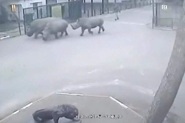Porteiro de zoo cochila e rinocerontes fogem pelo portão