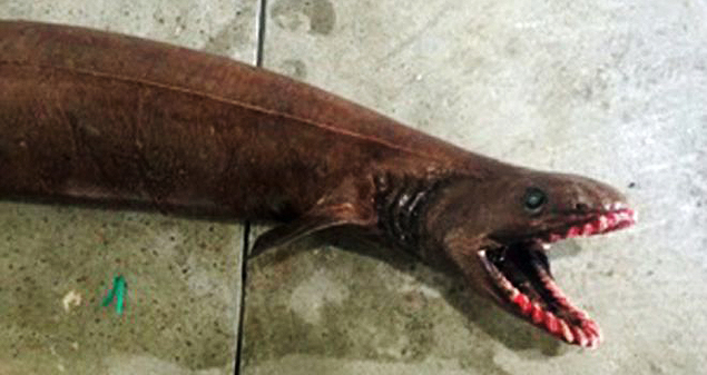 Tubarão-enguia foi pescado por barco de arrasto; animal tem características de criaturas primitivas