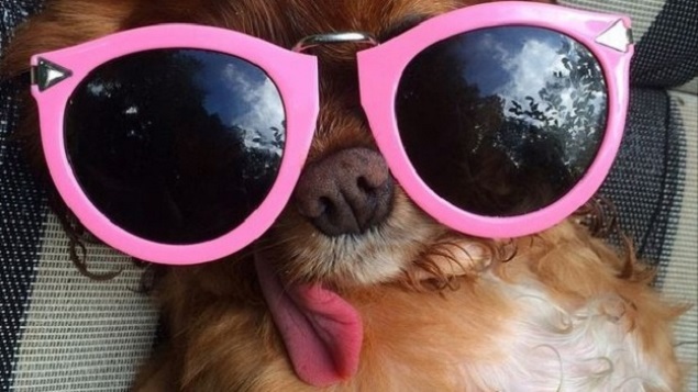 Toast usa óculos da Karen Walker em sua conta do Instagram