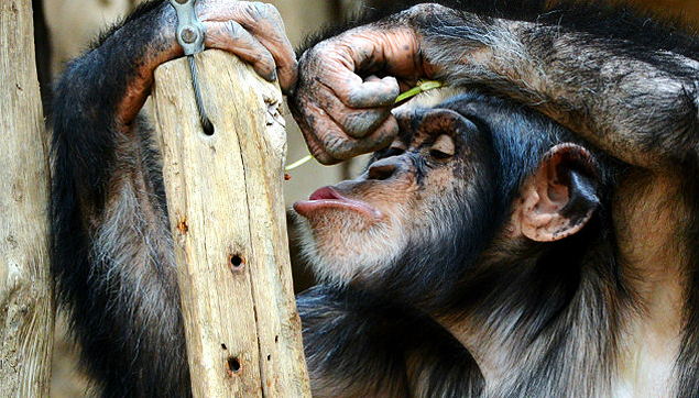 Chimpanzés aprendem língua de primatas estrangeiros