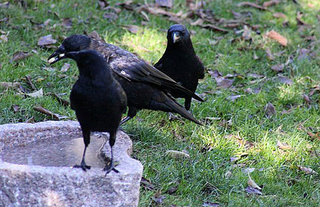 A menina alimenta os corvos e em troca recebe presentes