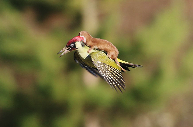 Fotgrafo flagra furo voando de carona em pica-pau