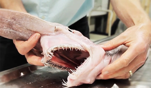 Tubarão 'alienígena' é capturado e exposto em museu australiano