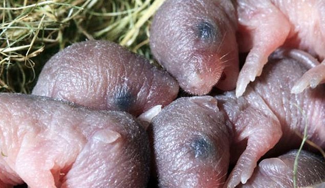 Pesquisadores da UNC usaram camundongos criados específicamente para ter maior diversidade genética 