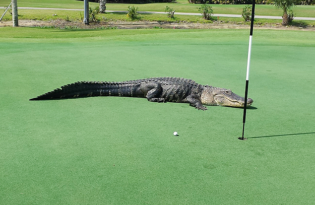 Crocodilo flagrado em campo de golfe na Flórida