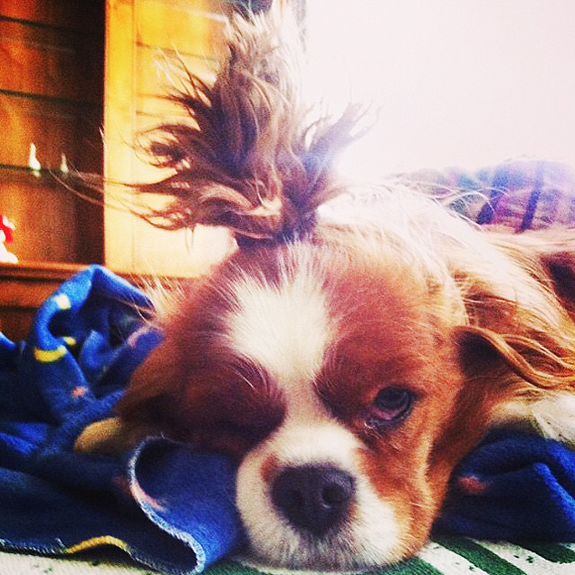 Nova tendência do 'coque canino' conquista Instagram