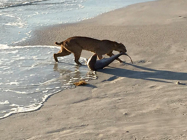 Lince é flagrado capturando tubarão em praia na Flórida