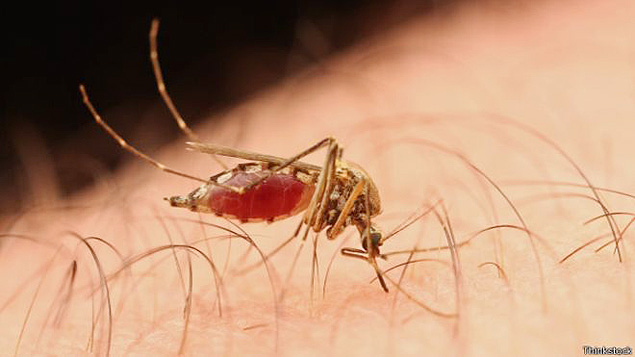 Genes que controlam o odor corporal poderiam atrair mosquitos, segundo pesquisa