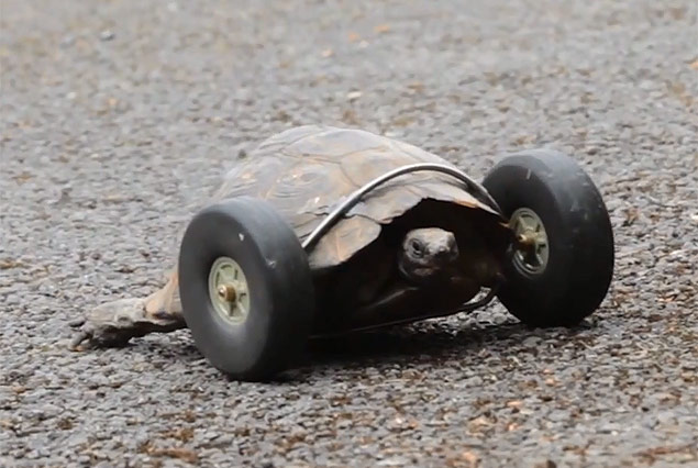 Tartaruga de 90 anos ganha rodas após ser atacada por rato
