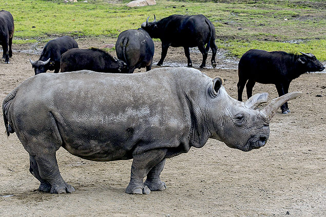Nola, um dos cinco rinocerontes brancos do mundo, passa por tratamento veterinário