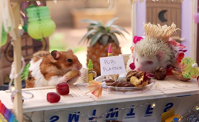 Em novo episódio do Hello Denizen, hamster minúsculo curte festa temática havaiana