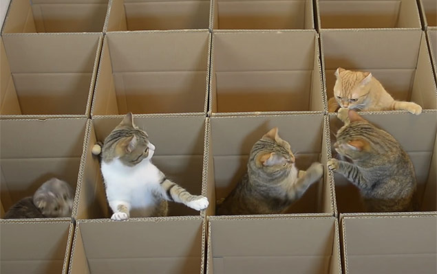 Nove gatos brincam com caixas de papelão em vídeo viral do YouTube