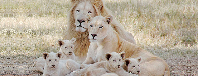 Família de leões Lion Park, em Johannesburgo, na África do Sul