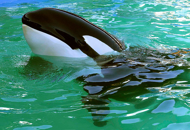 Lolita, baleia orca do Seaquarium