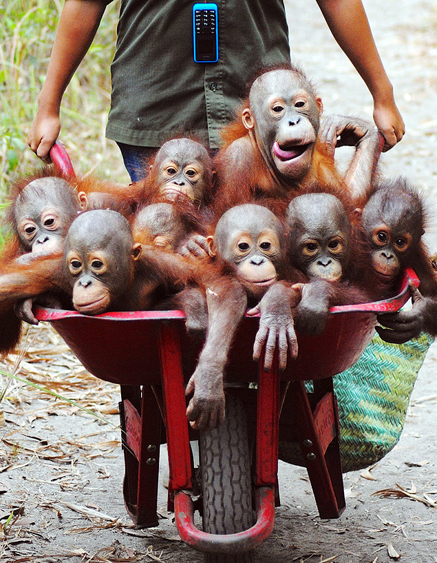 Filhotes de orangotango são resgatados de cativeiro