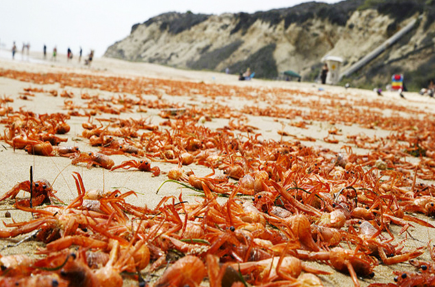 Crustáceos invadem praias da Califórnia e formam 'tapete