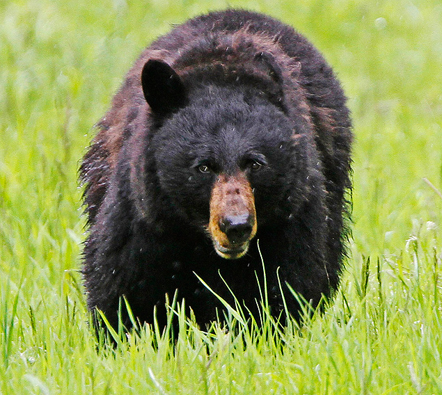 Urso negro no parque de Yellowstone, nos EUA