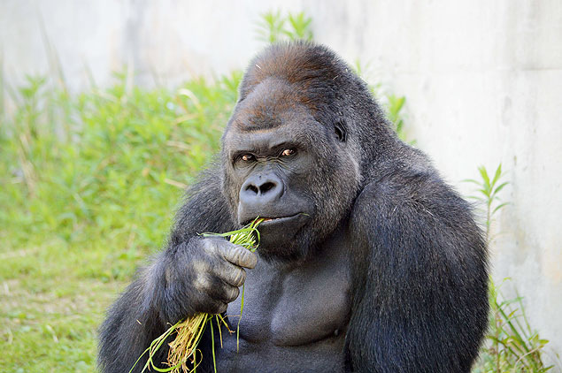 Shabani, o gorila japonês