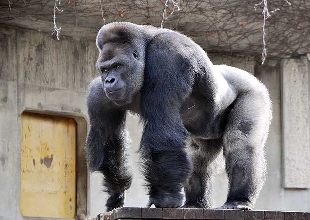 Shabani mostra seus músculos no zoológico