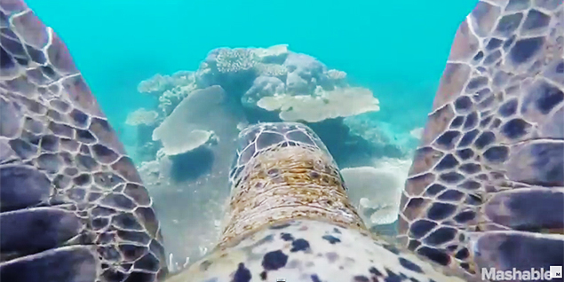 Tartaruga nadando na Grande Barreira de Coral