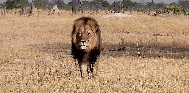 O leão Cecil, morto no Zimbábue por um caçador americano