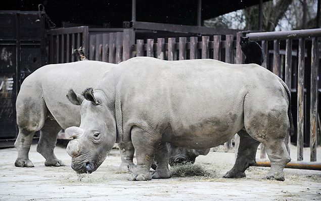 Os rinocerontes brancos Fatu e Nabire no zoológico de Dvur Kralove