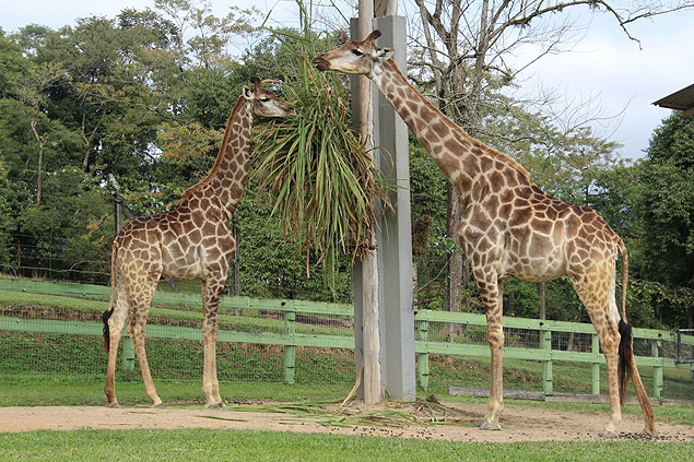 Girafas do Zoolgico de Pomerode (SC)