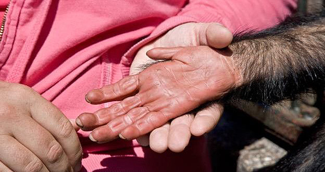 Macacos-prego brasileiros estão em sua própria 'idade da pedra' há