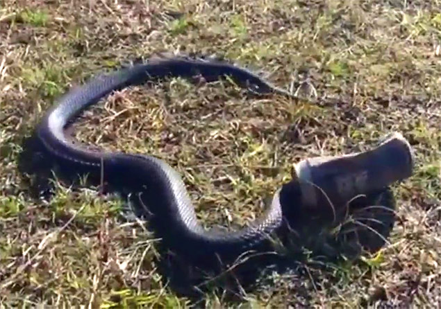 At the Australian Reptile Park, rescuers manage to remove a tin can stuck on a Red-bellied black snake's head.
