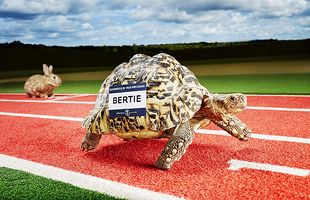 Bertie, a tartaruga mais veloz do mundo