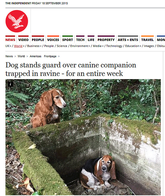Dog stands guard over canine companion trapped in ravine - for an entire week // http://www.independent.co.uk/news/world/americas/dog-stands-guard-over-canine-companion-trapped-in-ravine--for-an-entire-week-10507842.html