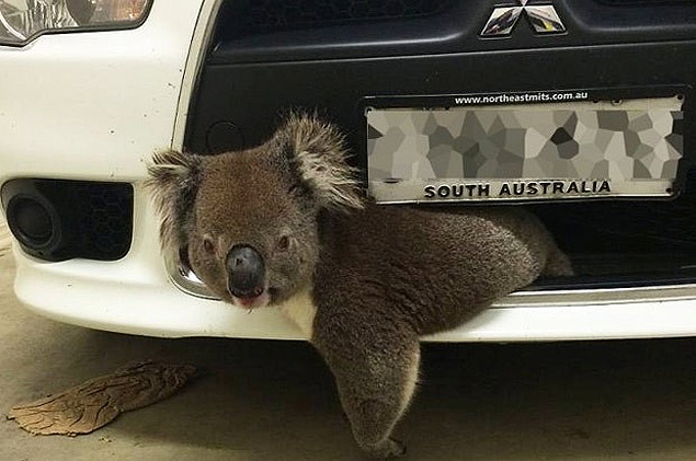 Coala sobreviveu após ficar preso na grade frontal de carro na Austrália (Foto: Reprodução/Twitter/ABC News)
