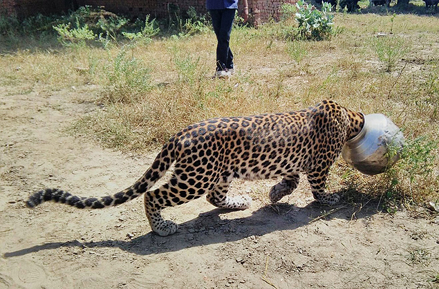 Leopardo com a cabeça "entalada" em pote de metal em Sardul Kheda, na província indiana do Rajastão