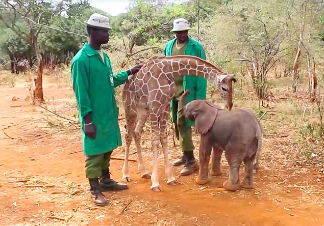 Filhote de elefante e de girafa viram melhores amigos no Quênia