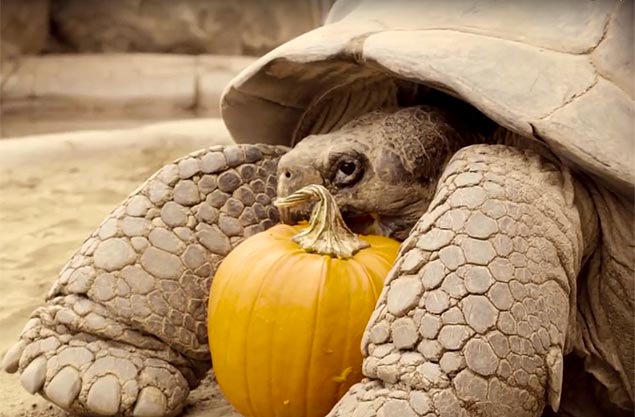 Tartarugas de Galápagos comem abóboras em festa de Halloween