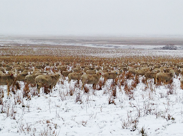 Foto de 500 ovelhas escondidas em uma paisagem do Canadá chama atenção na web