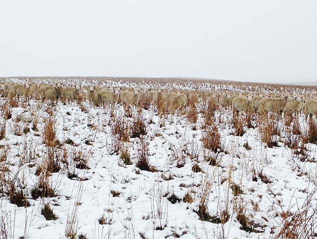 Foto de 500 ovelhas escondidas em uma paisagem do Canadá chama atenção na web