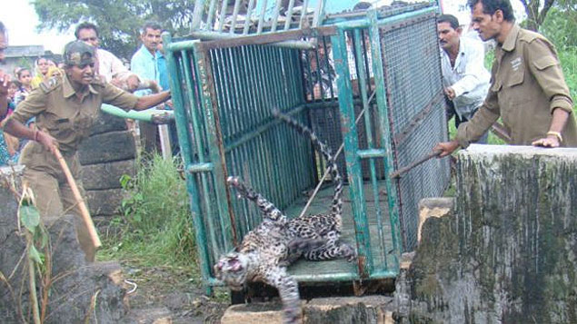 Leopardos costumam aparecer em áreas rurais da Índia