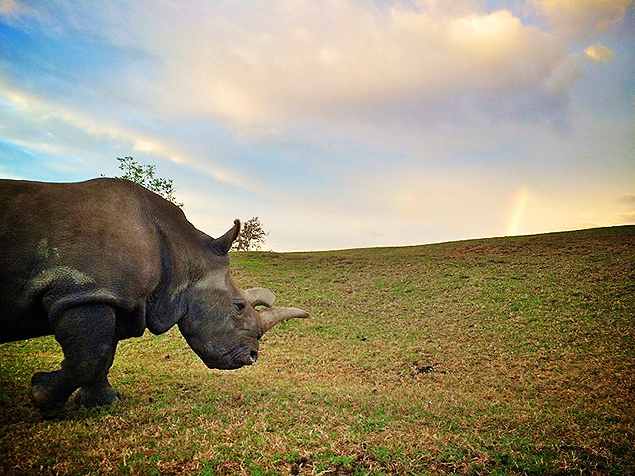 Morre aos 41 anos Nola, o rinoceronte branco ameaçado de extinção