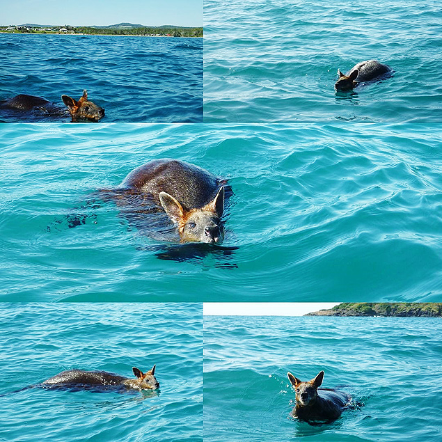 Wallaby, animal parente de canguru, é encontrado em alto-mar