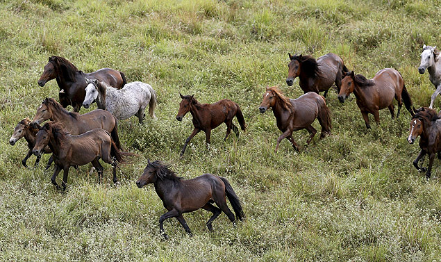Wild horses gallop in a plowed area of Amajari in the Amazon city of Boa Vista in the state of Roraima, Brazil, December 2, 2015. The wild horses, known as "Lavradeiro horses" and introduced by colonists, were brought from Portugal, Spain, North Africa and Cape Verde, and are therefore purebred descendants of the Arabian Barbo and Andalusian breeds, according to the INCT (National Science and Technology Institutes Brazil). The original animals escaped from farms and now number around 1,500 horses n the region, according to EMBRAPA (Brazilian Agricultural Research Corporation). Picture taken December 2, 2015. REUTERS/Paulo Whitaker ORG XMIT: PW112