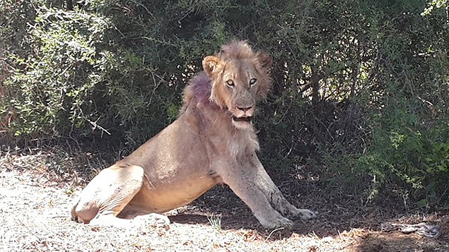 https://twitter.com/SANParksKNP/status/684373605547937793LEGENDA: Leão gravemente ferido é resgatado após mobilização nas redes sociais