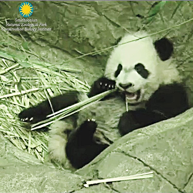 Beb panda faz primeira apario pblica no zoolgico Smithsonian, nos EUA